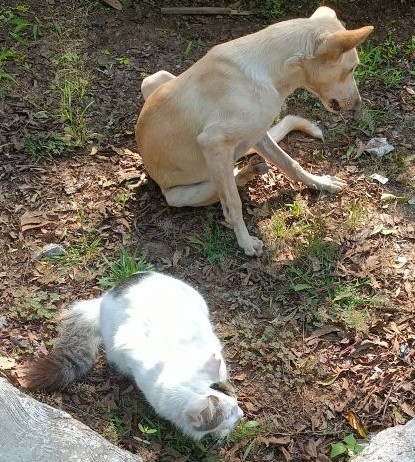 Boka and his dog friend